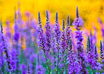 组团打Boss！《黑暗之魂3》无缝合作MOD来了